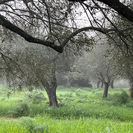 Muristene Pozzo Santa Cristina Paulilatino Екстер'єр фото
