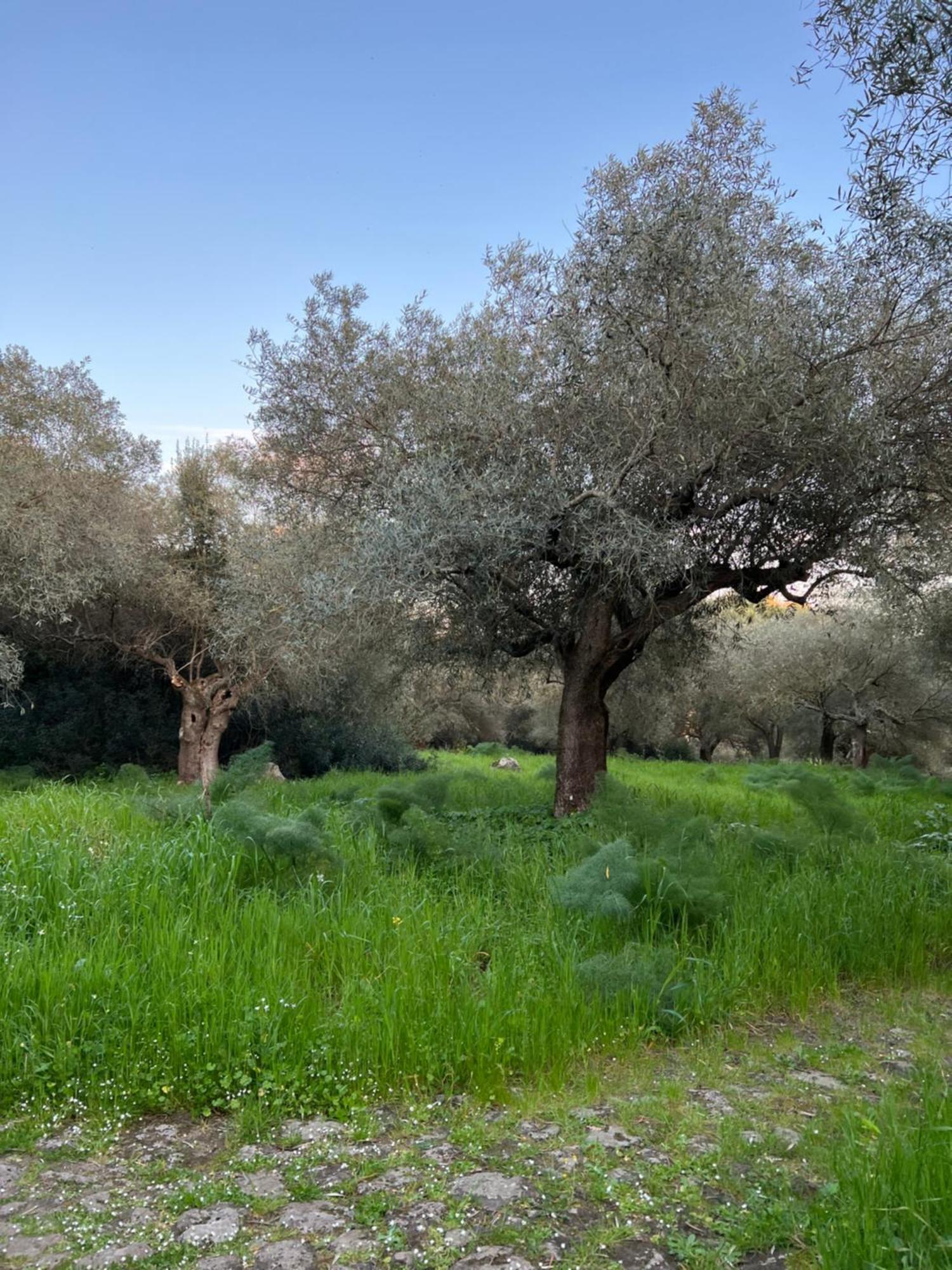 Muristene Pozzo Santa Cristina Paulilatino Екстер'єр фото